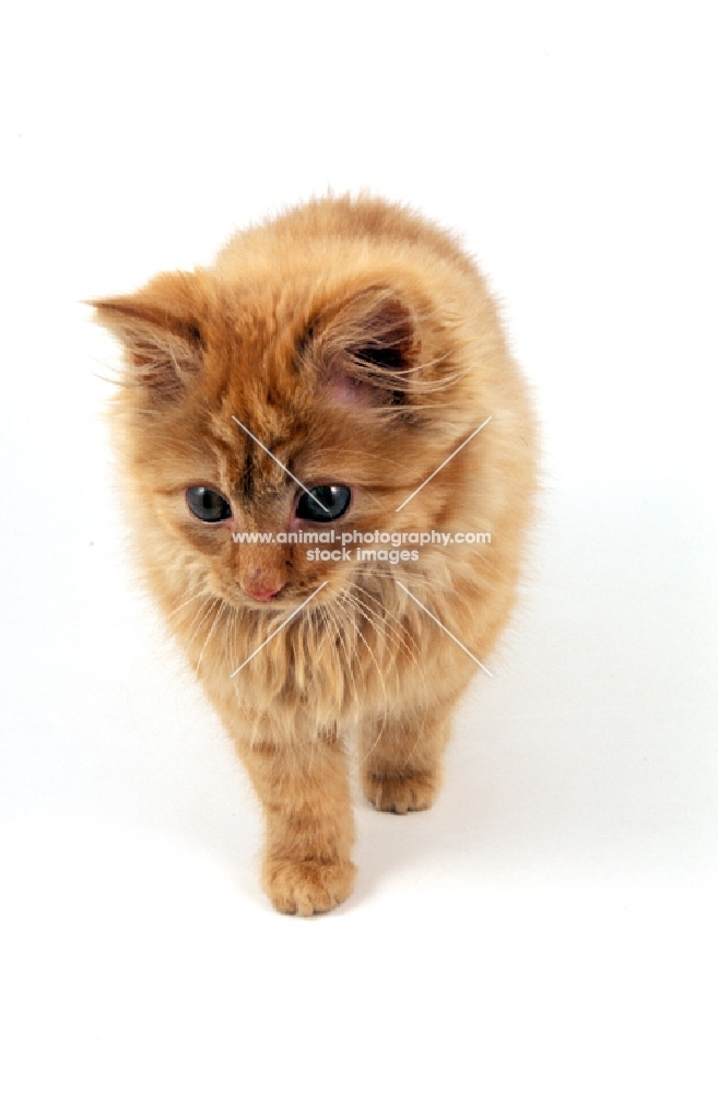 kitten on white background, walking