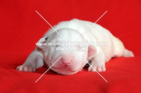 very young Bull Terrier puppy, eyes closed