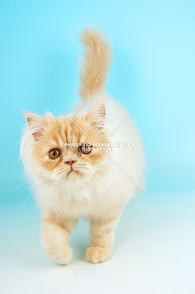 young cream persian cat