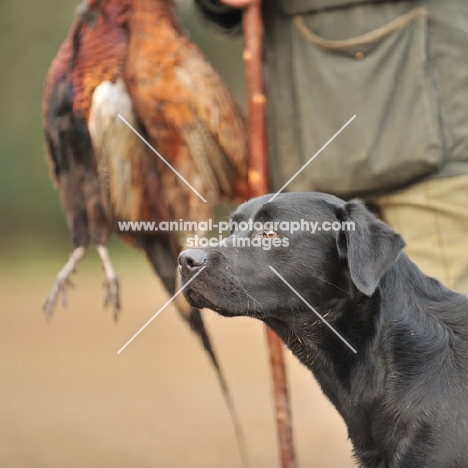 Working labrador with pheasants (shot)