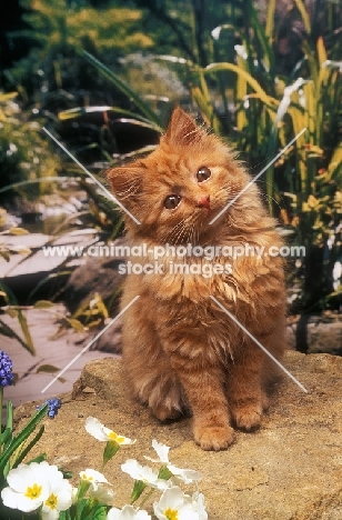 kitten in garden