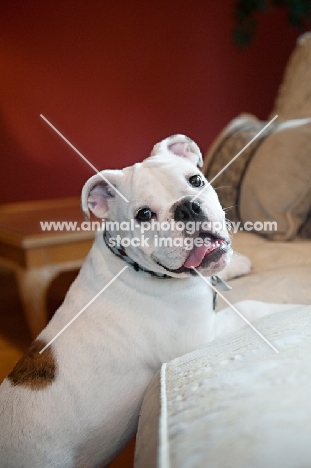 english bulldog puppy with paws up on couch