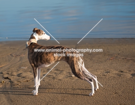 Whippet standing on beach