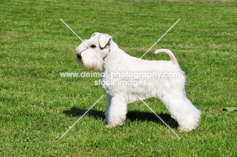 white miniature Schnauzer