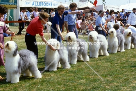 Old English Sheepdogsline up  at Southern Counties Show 1983