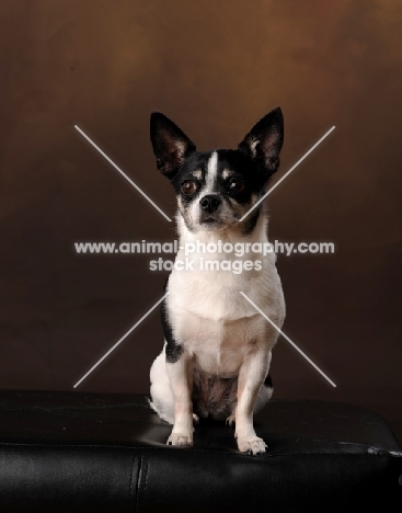 Chihuahua (smooth) looking at camera