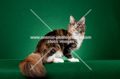 Maine Coon cat sitting on green background