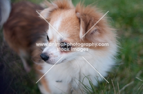 long-haired Chihuahua