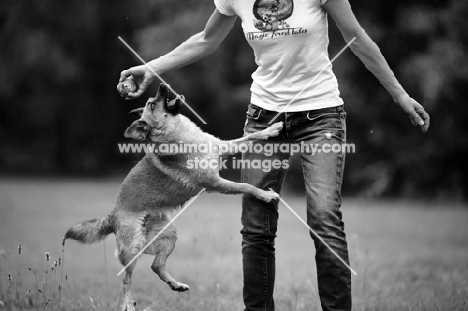 small mongrel dog playing with owner