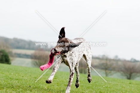 German Shorthaired Pointer playing