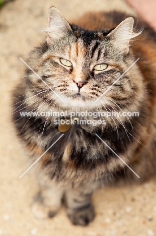 Household cat looking at camera