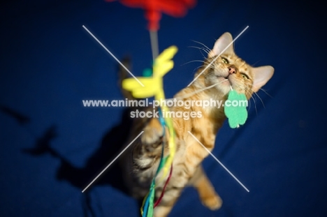 female Bengal cat playing 