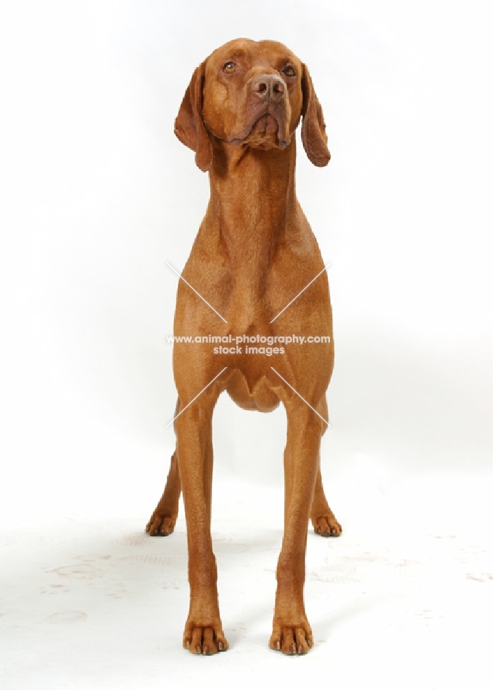 Australian Gr Champion Hungarian Vizsla on white background, front view