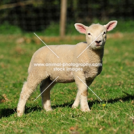 lamb on grass