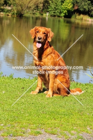 Golden Retriever sitting near water