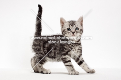 American Shorthair kitten in studio