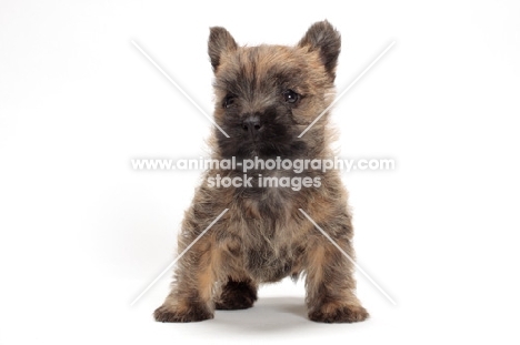 Cairn Terrier puppy standing on white background