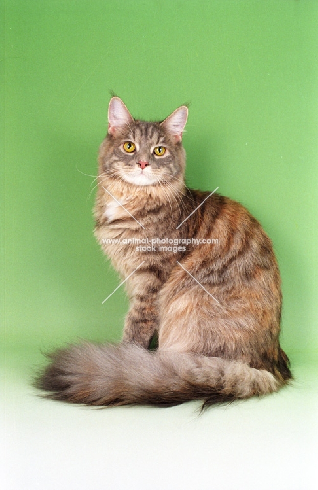 blue tortie Maine Coon