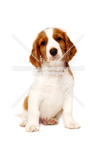 Welsh Springer Spaniel