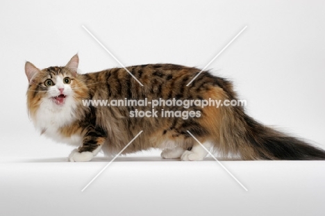 Brown Mackerel Torbie & White Norwegian Forest Cat, standing