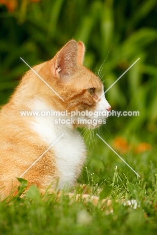 Household pet in garden, looking ahead