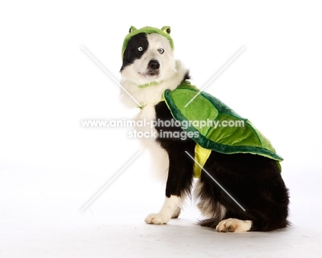 border collie dressed up