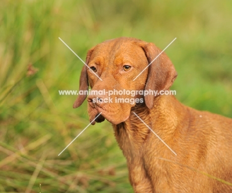 hungarian vizsla