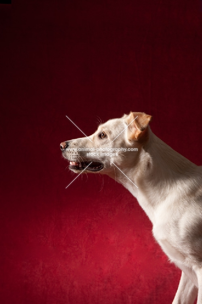 Lab mix sitting