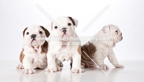 three bulldog puppies