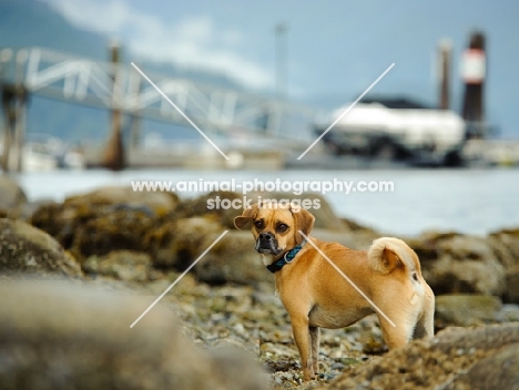 Puggle (pug cross beagle, hybrid dog)