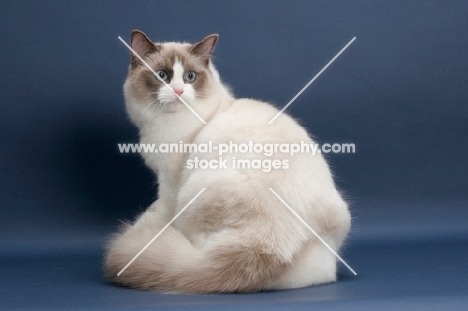 Seal Point Bi-Color ragdoll, back view