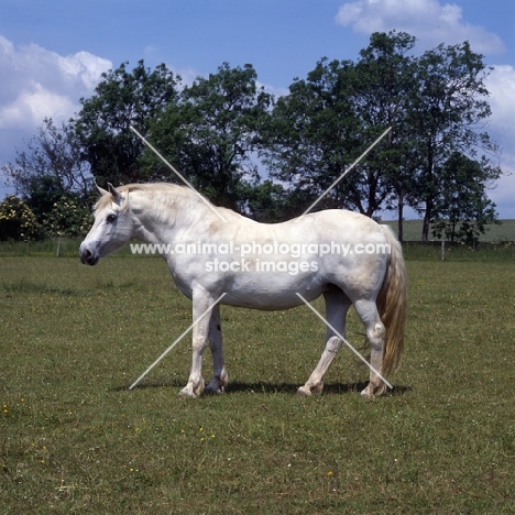 connemara pony