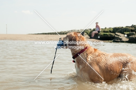 Mongrel near shore