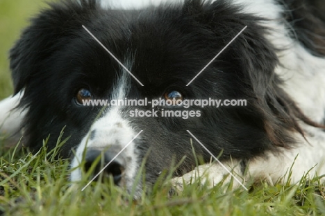 Border Collie lying down