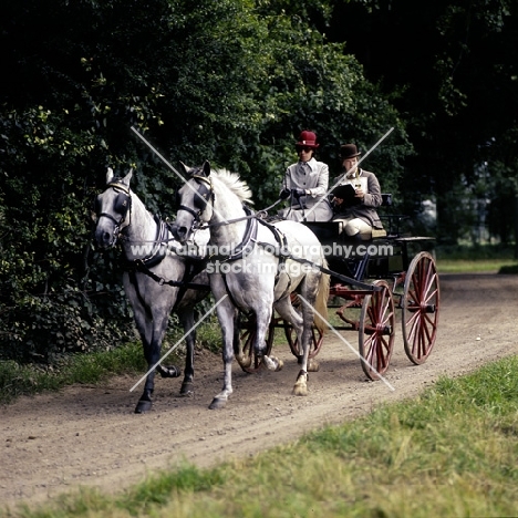 Cirencester park, carriage driving ‘75