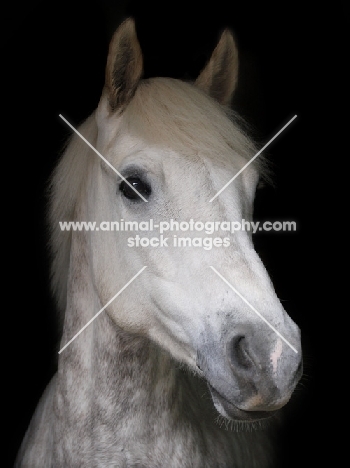 grey Connemara Pony portrait