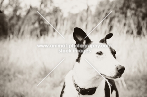 crossbred dog in black and white