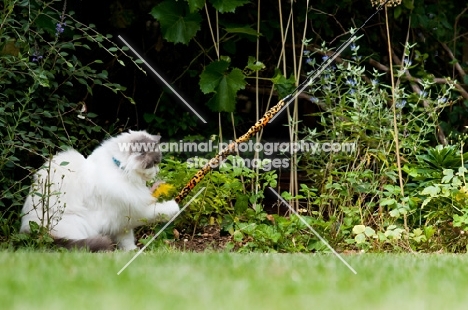 Ragdoll cross Persian playing with branch