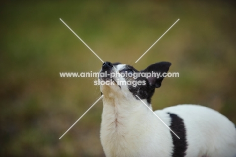 Black and white Chihuahua looking up.