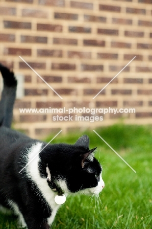 cat walking in garden, near wall