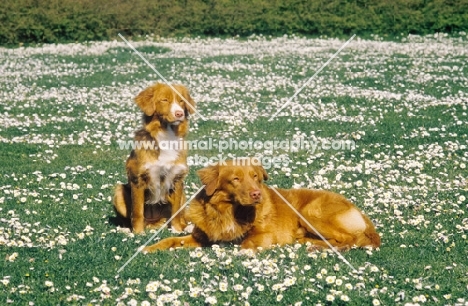 two duck tolling retrievers