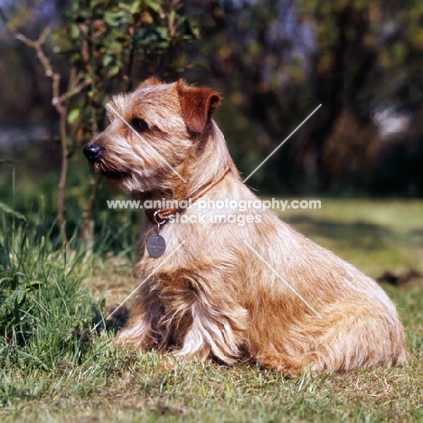 norfolk terrier with collar and name tag