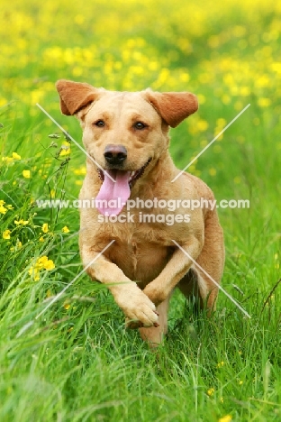 Labrador running in summery field