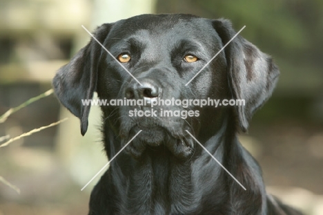 black alert Labrador retriever