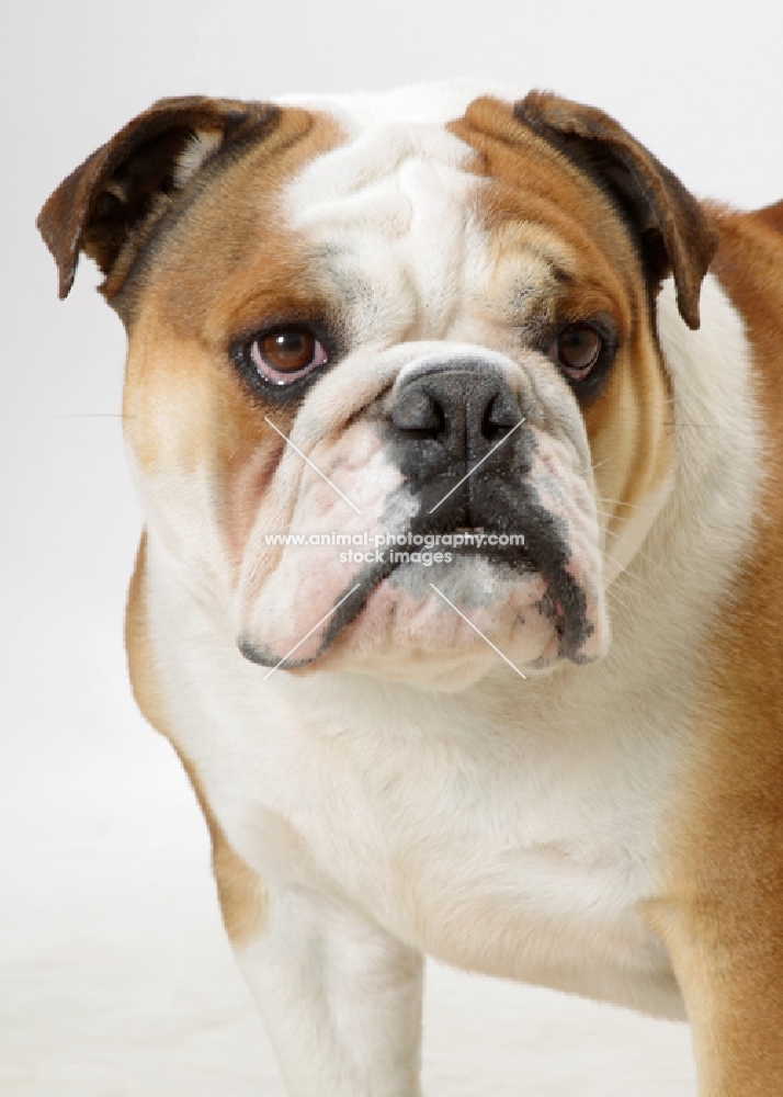 Australian Champion British Bulldog on white background, portrait