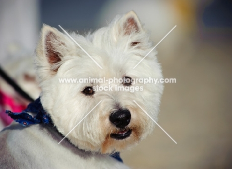 West Highland White Terrier