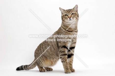 Brown Mackerel Tabby Cat