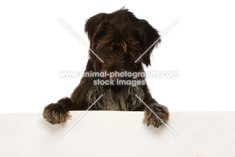 German Wirehaired Pointer leaning on/holding up a blank sign isolated on a white background