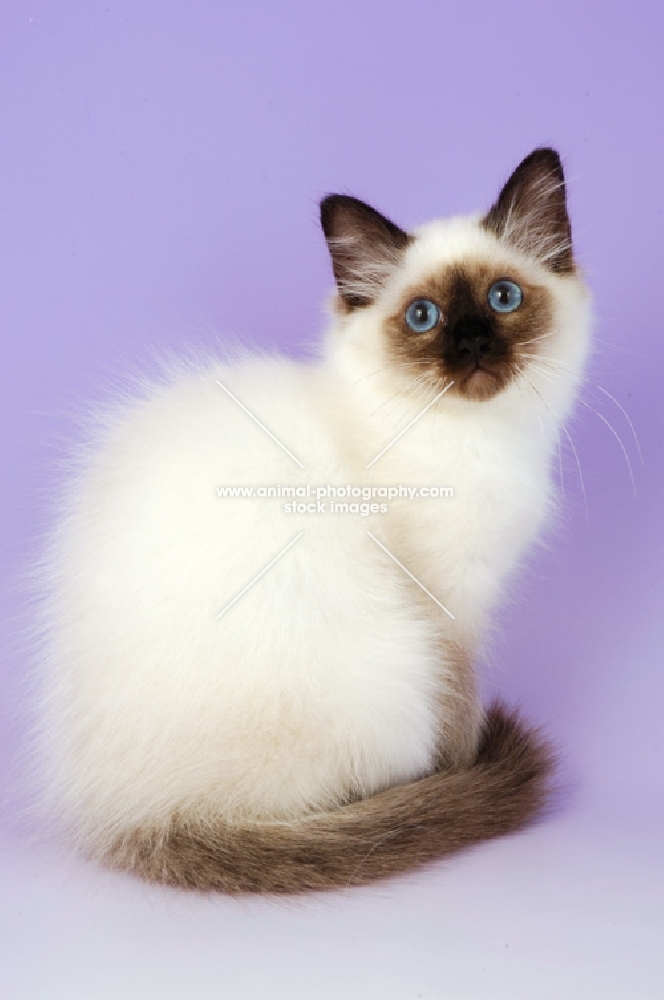 young seal point birman kitten, sitting