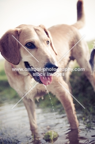 dog standing in water